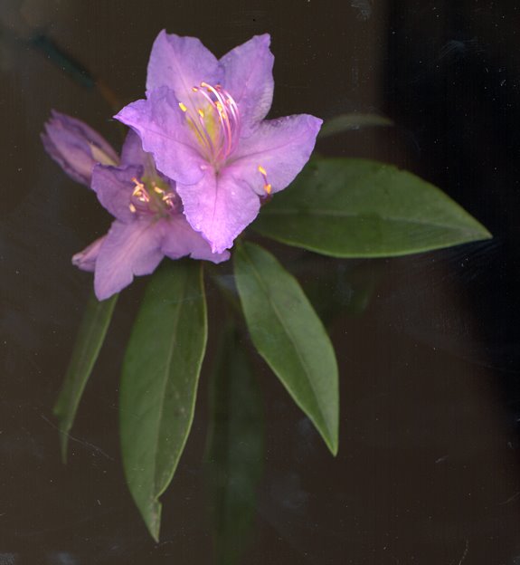 Alex Waterhouse-Hayward: Rhododendron augustinii & The Kaponga Man